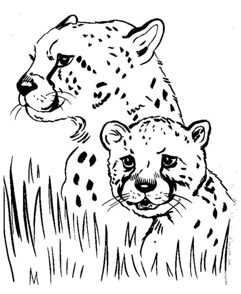 printable cheetah coloring pages  kids