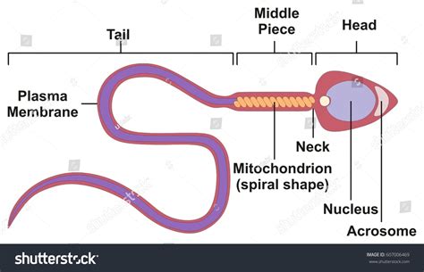 Sperm Cell Human Body Anatomical Diagram Stock Vector