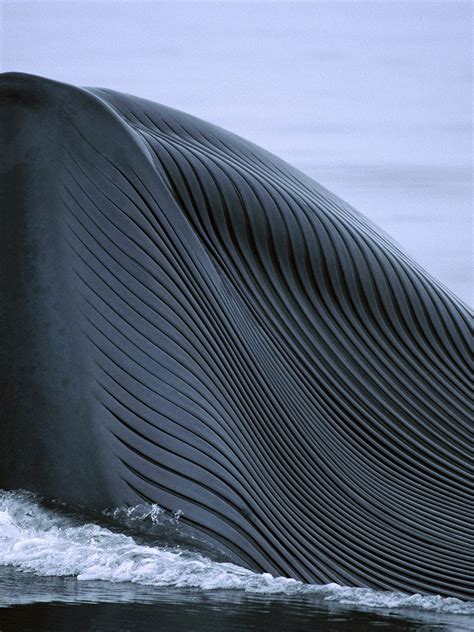 top   blue whales  largest animal   world