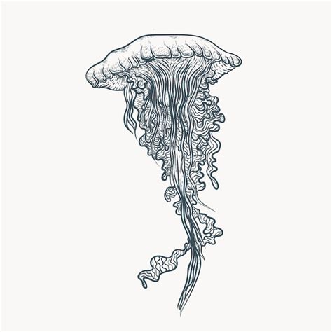 premium vector jellyfish illustration  art