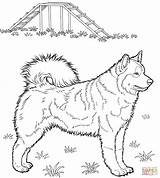 Husky Coloring Pages Dog Printable Alaskan Huskies Supercoloring Da Colouring Color Print Puppy Siberian Cute Dogs Colorare Source Animal Choose sketch template