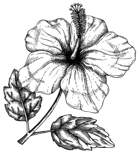 hibiscus flower  coloring page  printable coloring pages  kids