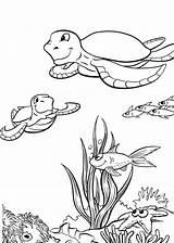 Turtle Wonderful sketch template