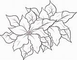 Poinsettia Template Printable Coloring Comments sketch template