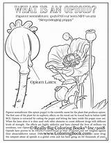 Coloring Book Opioid Crisis Song Comic Adult sketch template