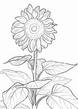 Sonnenblume Ausmalbild Ausdrucken sketch template