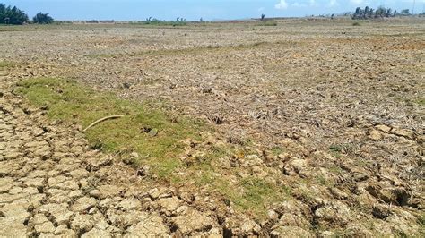krisis air berlanjut belasan ribu hektar lahan pertanian gagal panen