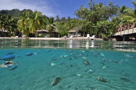 intercontinental moorea resort and spa french polynesia