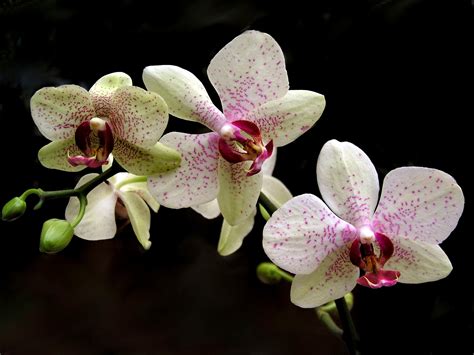houseplant   month phalaenopsis orchid heberts garden center