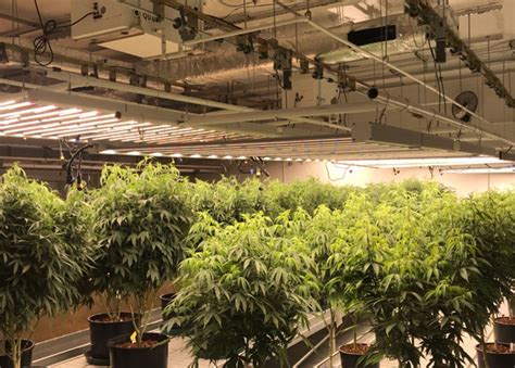 cannabis grow room hvac bestroomone