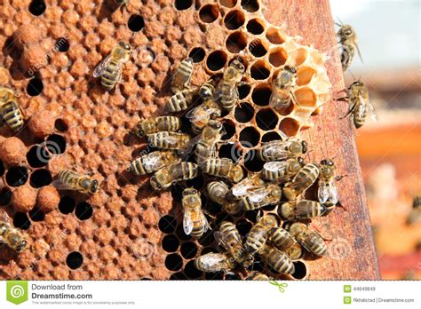bees clustered  honeycomb frame stock image image