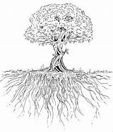 Tree Drawing Root Getdrawings sketch template