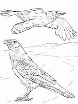 Raven Coloring Pages Drawing Common Crow Printable Outline Flying American Colouring Crows Sheets Bird Color Supercoloring Realistic Line Drawings Creative sketch template