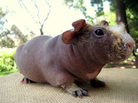 guinea pigs images guinea pigs hd wallpaper  background