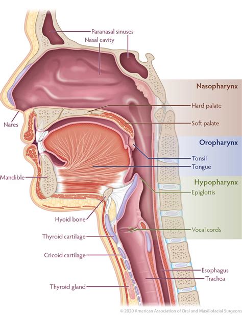 oral head  neck cancer types  cancer aaoms oral