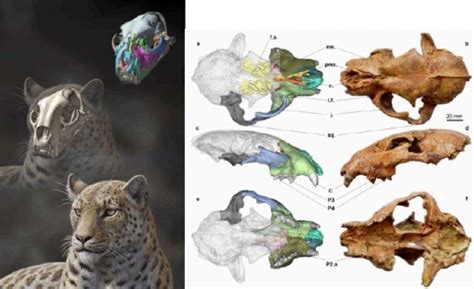 panthera blytheae oldest fossil  big cat species discovered