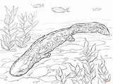 Coloring Axolotl Pages Salamander Hellbender Drawing Newt Neds Designlooter Trending Days Last Drawings Template 1199 4kb sketch template