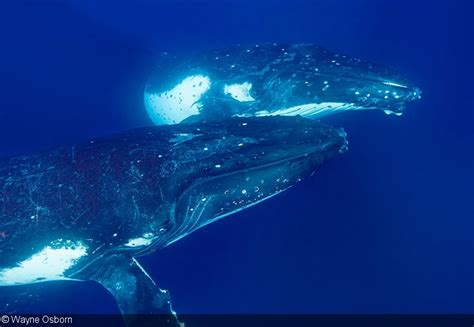 photographing whales underwater