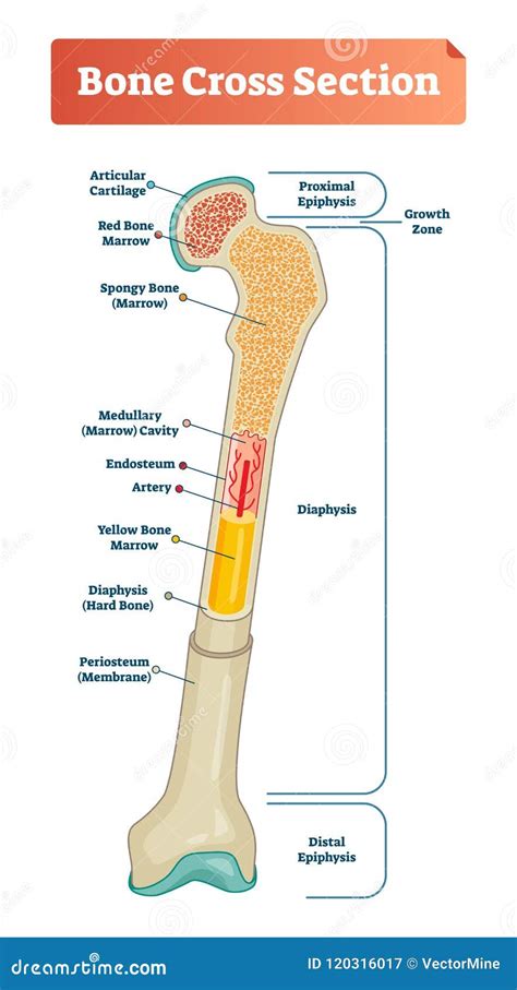 long bone diagram red  yellow marrow lwhittie bone marrow