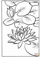 Water Coloring Lily Pages Kawarazaki Shodo Printable Drawing Flowers Kids Getdrawings sketch template