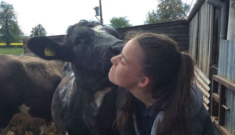 girl fights to purchase beloved cow from beef farmer father the dodo