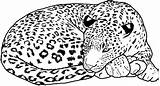 Cheetah Coloring Pages Printable Kids sketch template