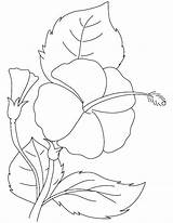 Hibiscus Coloring Flower Pages Getcolorings Color Getdrawings Printable sketch template
