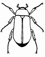 Coloring Pages Beetle Six Legged Insect Place Color Tocolor sketch template