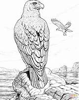 Coloring Pages Eagle Hawk Perched Rock Eagles Animals Realistic Color Printable Wildlife Kleurplaat Drawing Bald Colouring Bird Red Para Voor sketch template