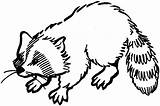 Raccoon Coloring Pages Printable Animals Drawings Easy Playful sketch template