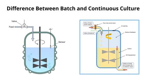difference  batch  continuous culture