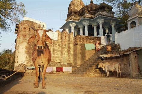 Two Cows Standing By Hare Krishna Temple People On Steps In Background