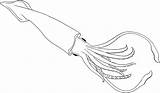 Squid Colossal Whale sketch template