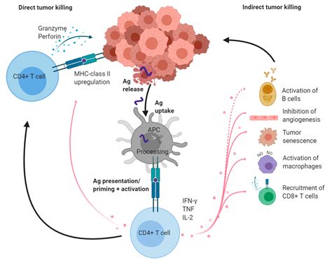 cancers  full text cd  cells multitasking cells   duty  cancer immunotherapy