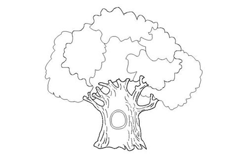 oak tree coloring page color luna