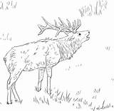 Elk Coloring sketch template
