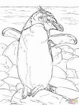 Macaroni Antarctica Adults Antartica Pinguin Kleurplaten Kleurplaat Basking Designlooter Zon sketch template