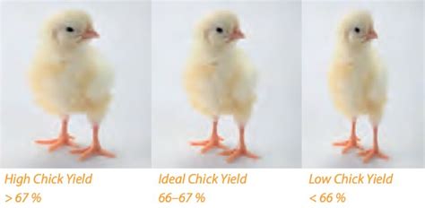 Review Of Different Day Old Chick Quality Parameters In Layer Type