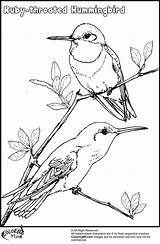 Coloring Hummingbird Pages Hummingbirds Flower Drawing Birds Small Step Template Trinidad Getdrawings Venezuela Ruby Throated sketch template