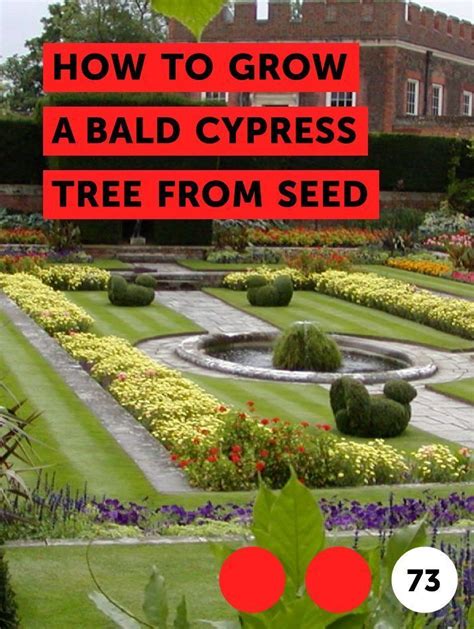 learn   grow  bald cypress tree  seed   guides tips