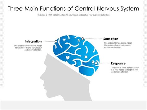 functions   central nervous system vrogueco