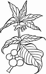 Plants Coloring Pages sketch template