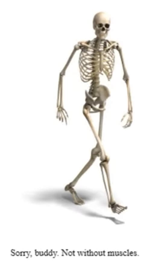 minecraft skeleton walking  rodsterink