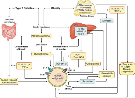 frontiers obesity type 2 diabetes and cancer risk