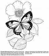 Papillon Publications Dover Welcome выбрать доску Coloring рисунки sketch template