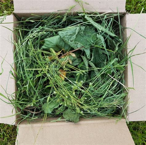 premium meadow grass box
