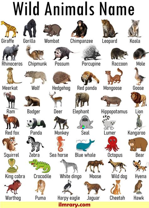 list   wild animals  animals vocabulary animals wild