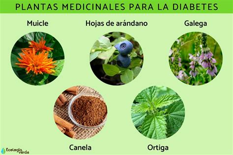 introducir  imagen recetas medicinales  la diabetes abzlocalmx