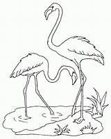 Flamant Colorier Flamingo Flamand Harmonieux Coloriages sketch template
