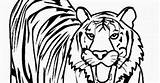 Coloring Pages Lion Tiger Lions Tigers Getcolorings Color Printable sketch template